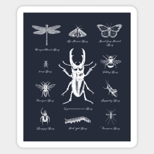 Bugs Beetles Insects Magnet